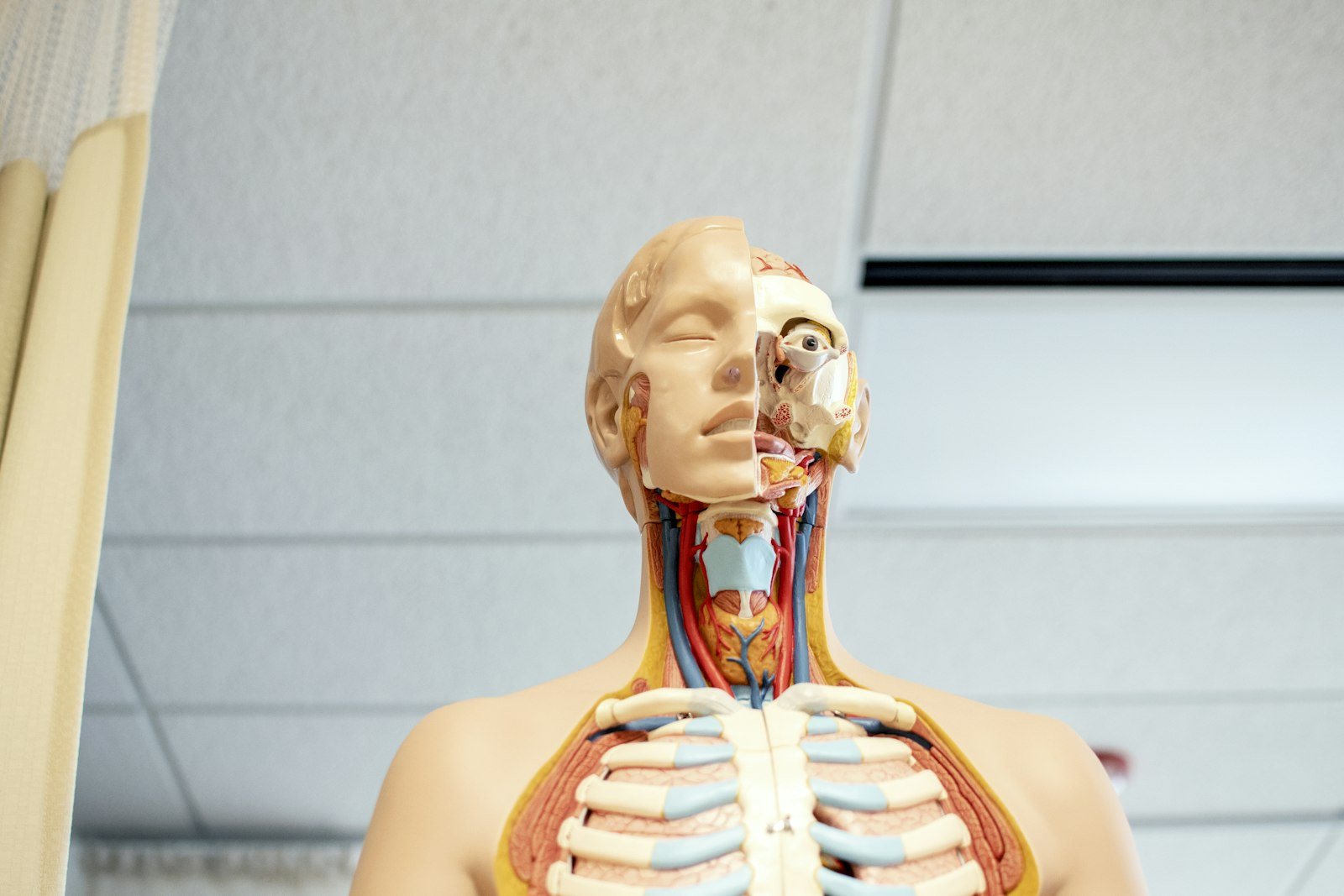 An anatomical model of the head