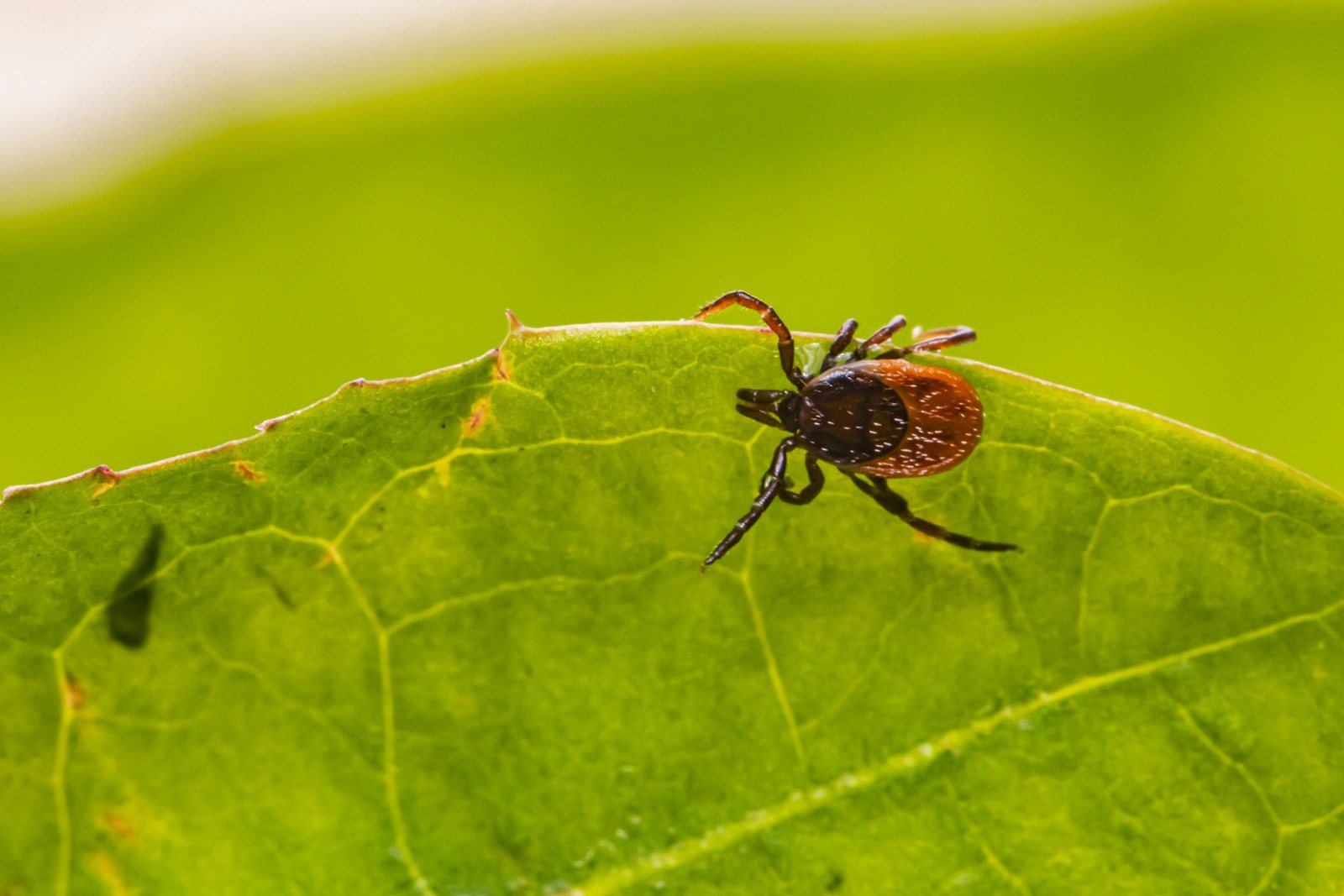 A tick on a blade of grass