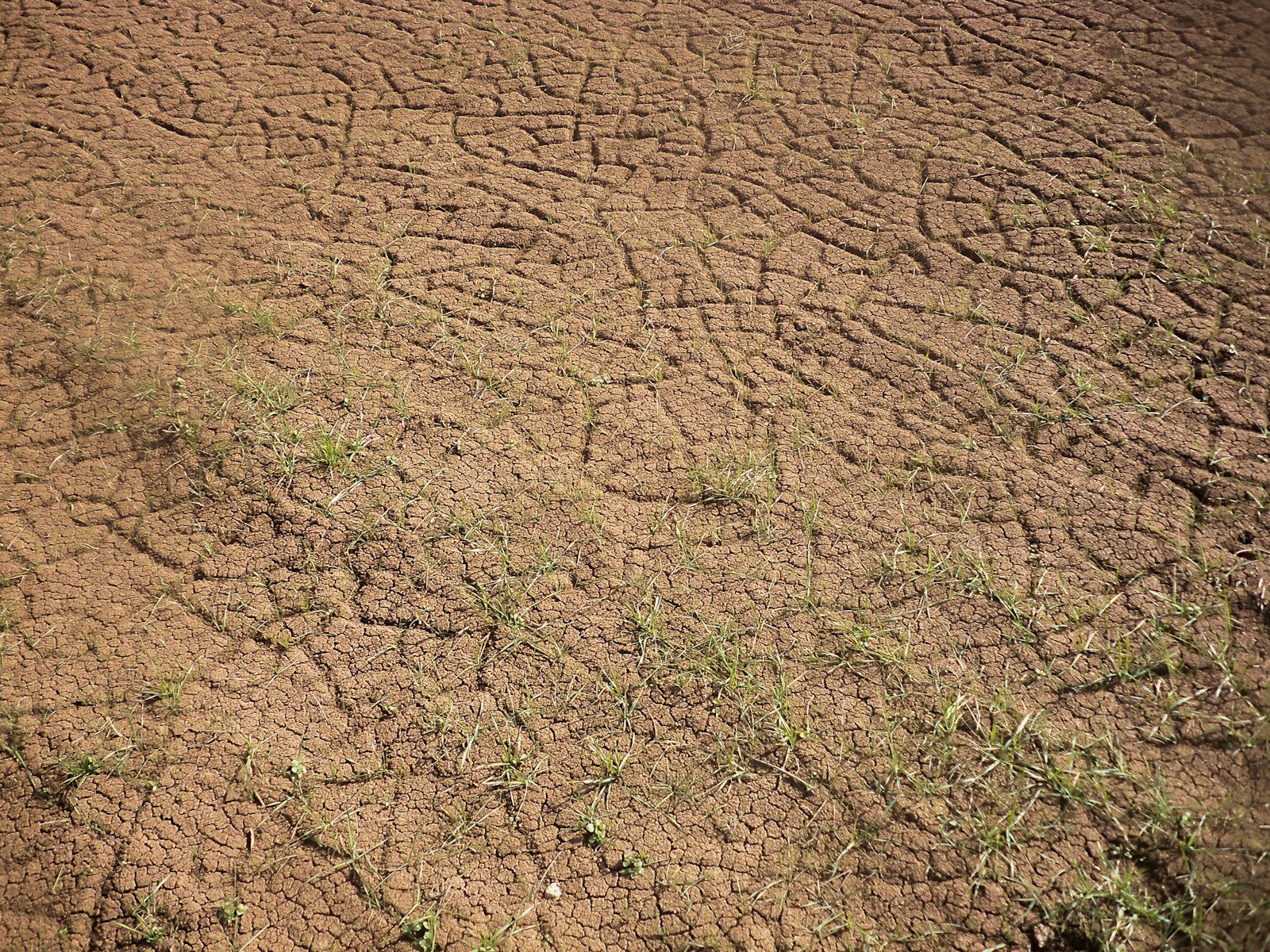 Dry soil and dust outdoors