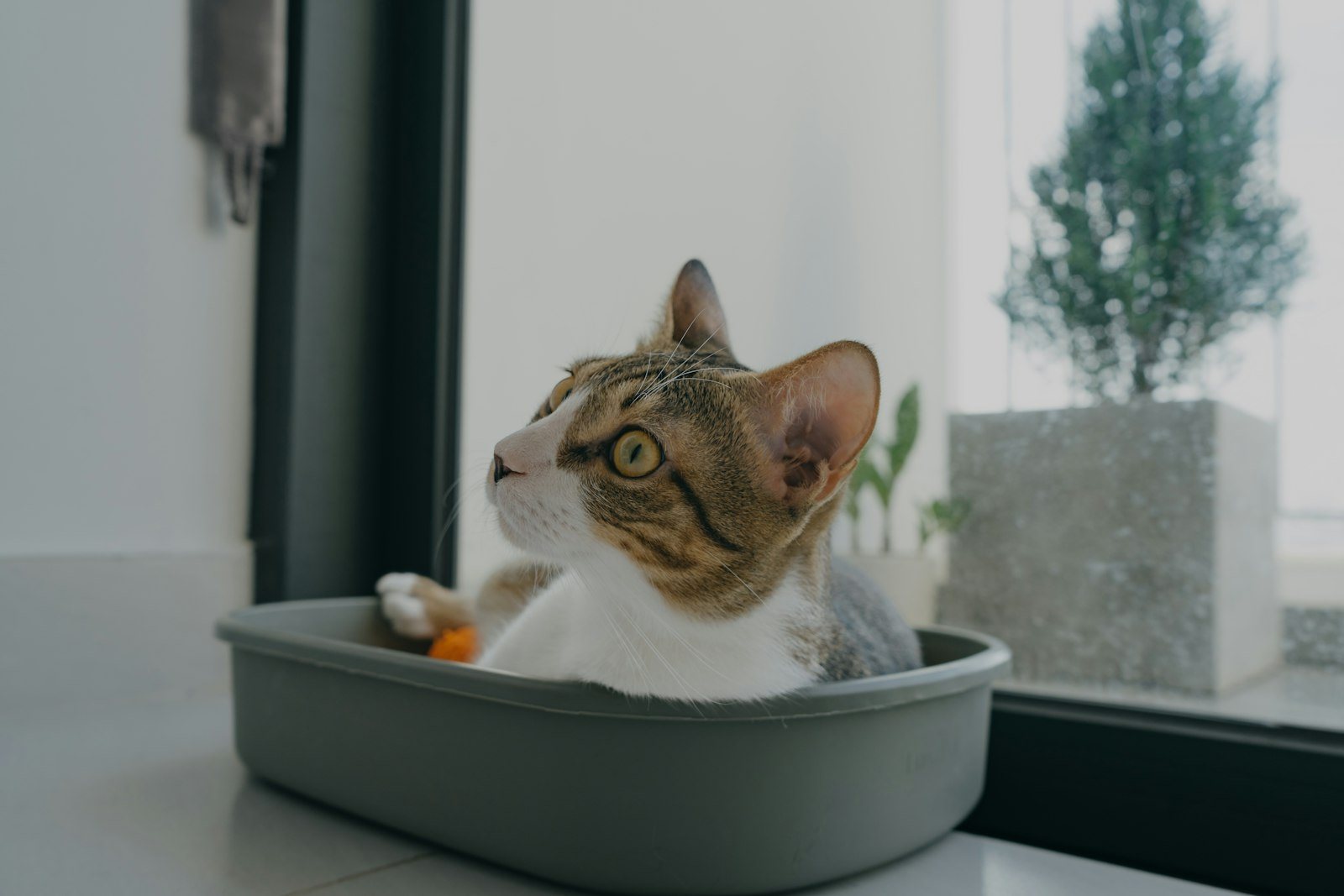 A cat sitting in a litter tray