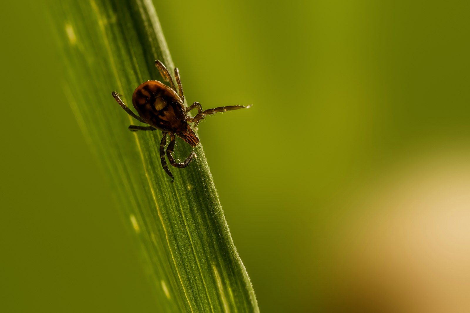 A tick on a blade of grass